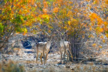 گوزن زرد ایرانی