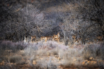 گوزن زرد ایرانی