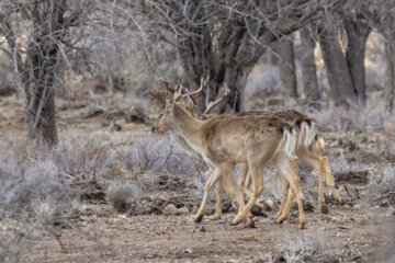 گوزن زرد ایرانی