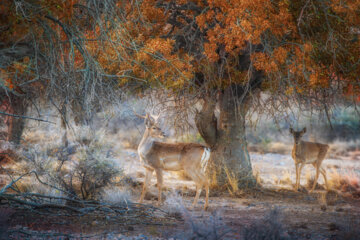 گوزن زرد ایرانی