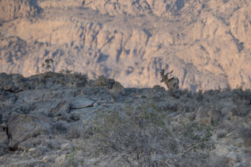 گوزن زرد ایرانی