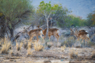 گوزن زرد ایرانی