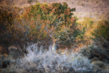 گوزن زرد ایرانی