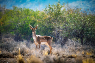 گوزن زرد ایرانی