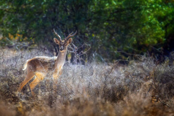 گوزن زرد ایرانی