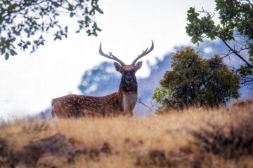 گوزن زرد ایرانی