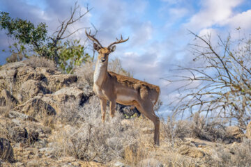 گوزن زرد ایرانی