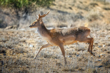 گوزن زرد ایرانی