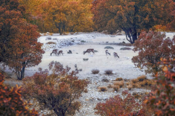 گوزن زرد ایرانی