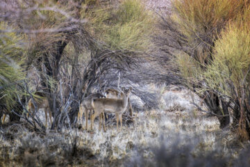 گوزن زرد ایرانی