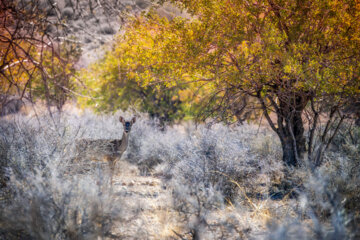 گوزن زرد ایرانی