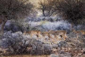 گوزن زرد ایرانی