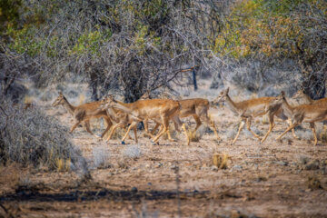 گوزن زرد ایرانی