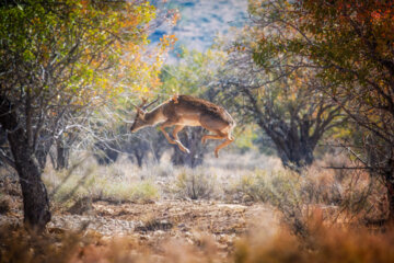 گوزن زرد ایرانی