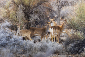 گوزن زرد ایرانی