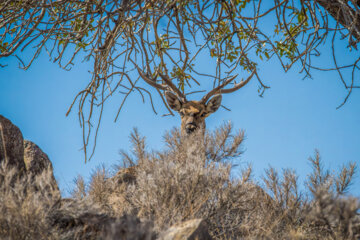 گوزن زرد ایرانی