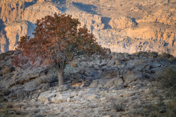 گوزن زرد ایرانی