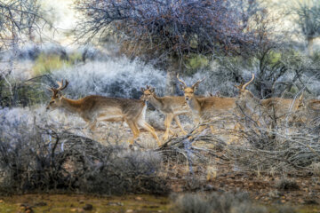 گوزن زرد ایرانی
