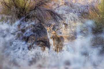 گوزن زرد ایرانی