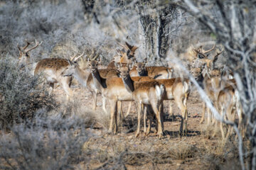 گوزن زرد ایرانی