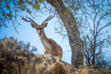 گوزن زرد ایرانی