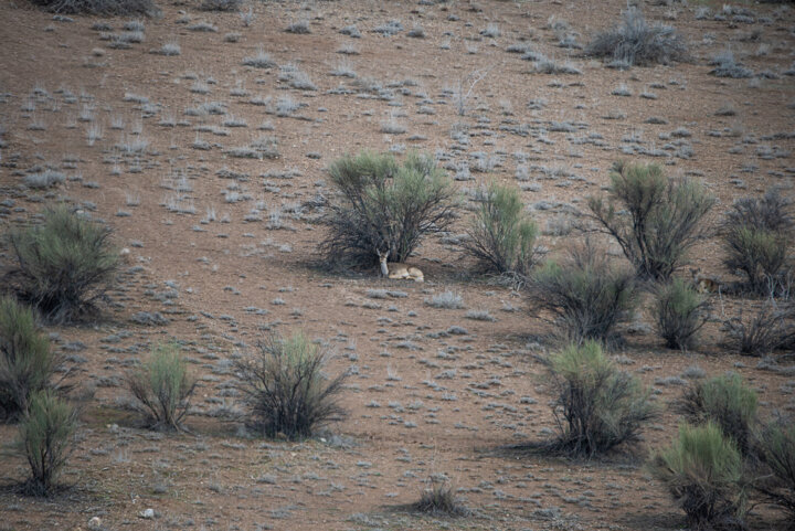 ۷۰ درصد عامل نابودی تنوعزیستی، تخریب زیستگاه است