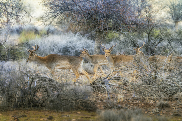 گوزن زرد ایرانی
