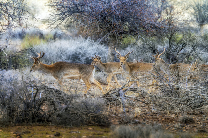 گوزن زرد ایرانی