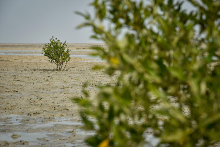 کار اجرایی کاشت هشت میلیون درخت در قم آغاز شدهاست