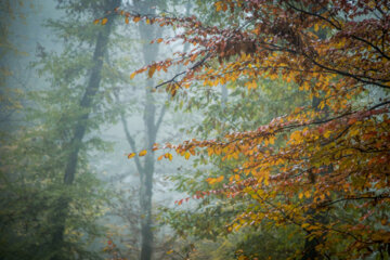 Beaux paysages de fin d'automne dans le parc forestier d'Alangdareh