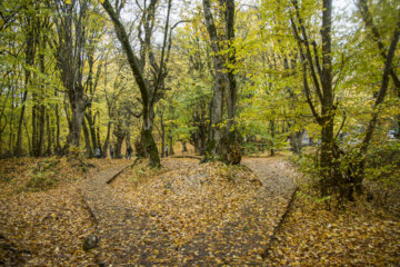 Beaux paysages de fin d'automne dans le parc forestier d'Alangdareh