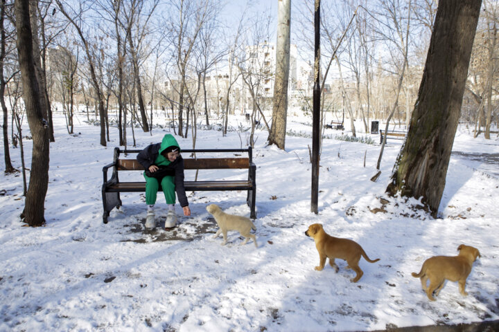 نفوذ سرمای هوا در لرستان و ضرورت مهربانی با حیات وحش
