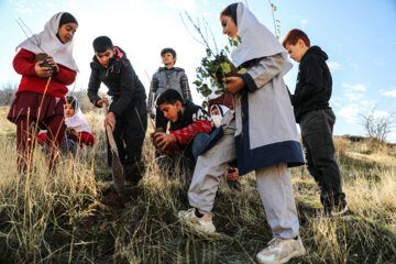 Estudiantes de Changore plantan 2 mil arbolillos
