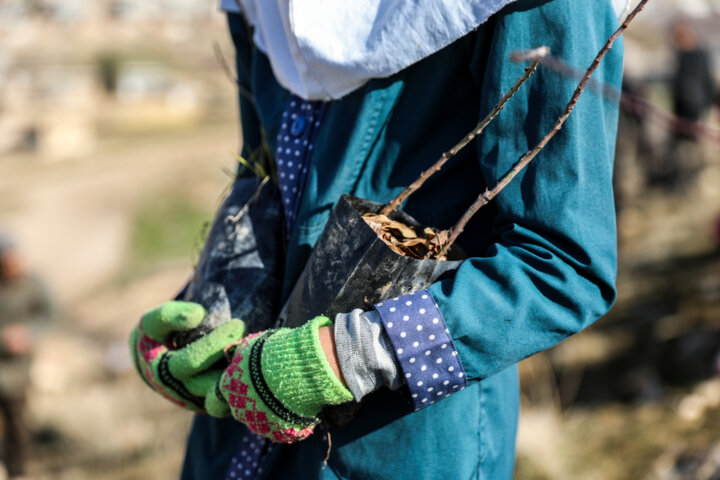 نهال‌کاری دانش آموزان روستای چنگر