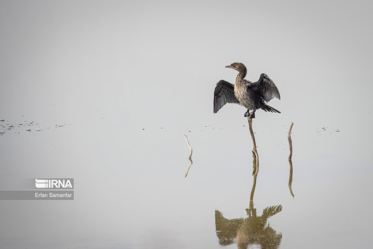 باکلان کوچک در هور