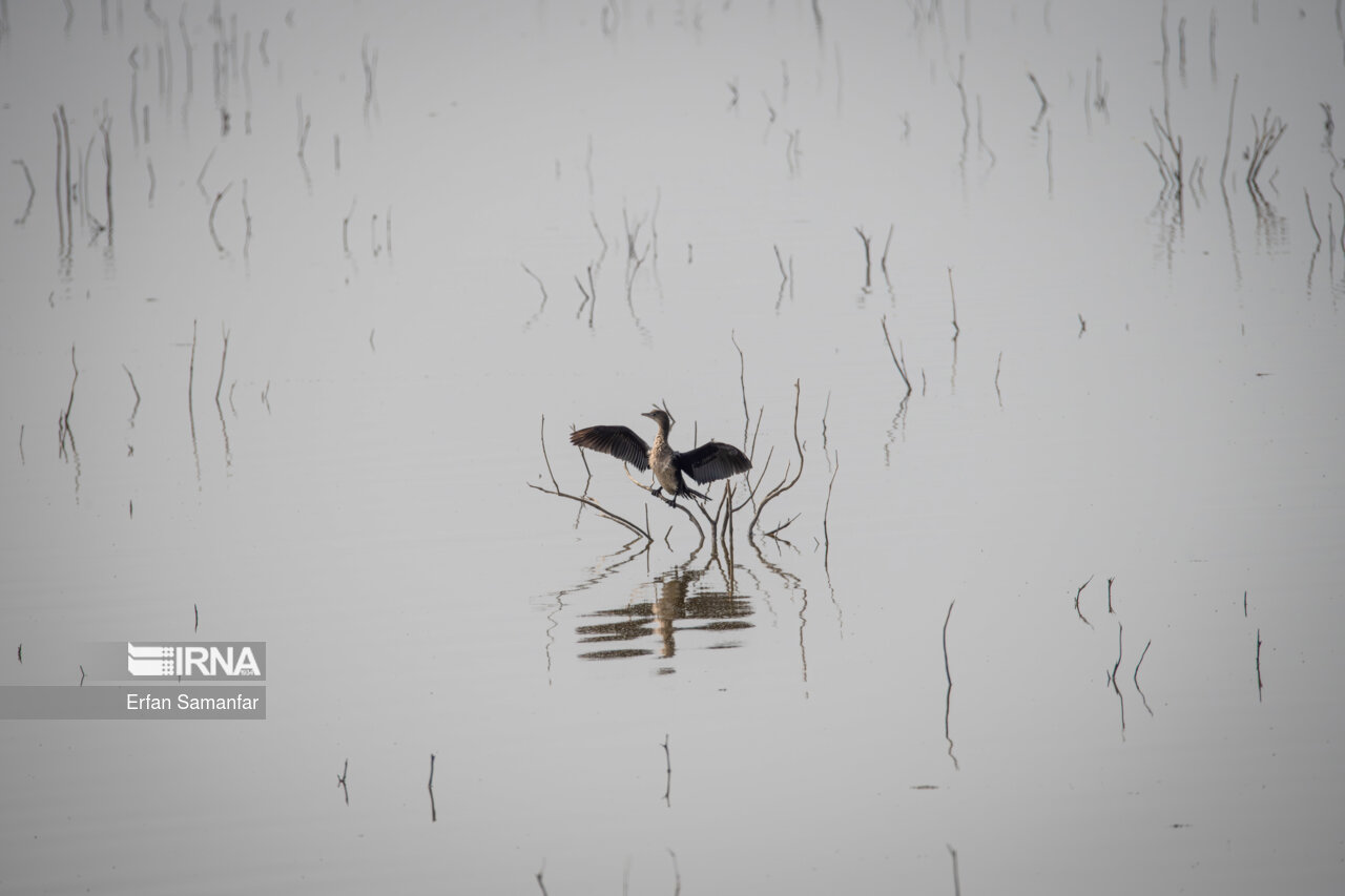 باکلان کوچک در هور