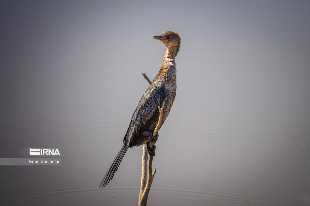 باکلان کوچک در هور