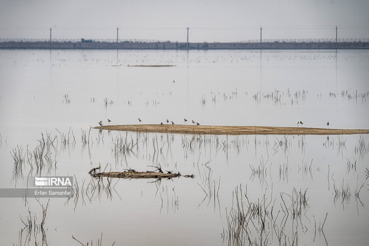 چوب پاها در تالاب بین المللی هورالعظیم