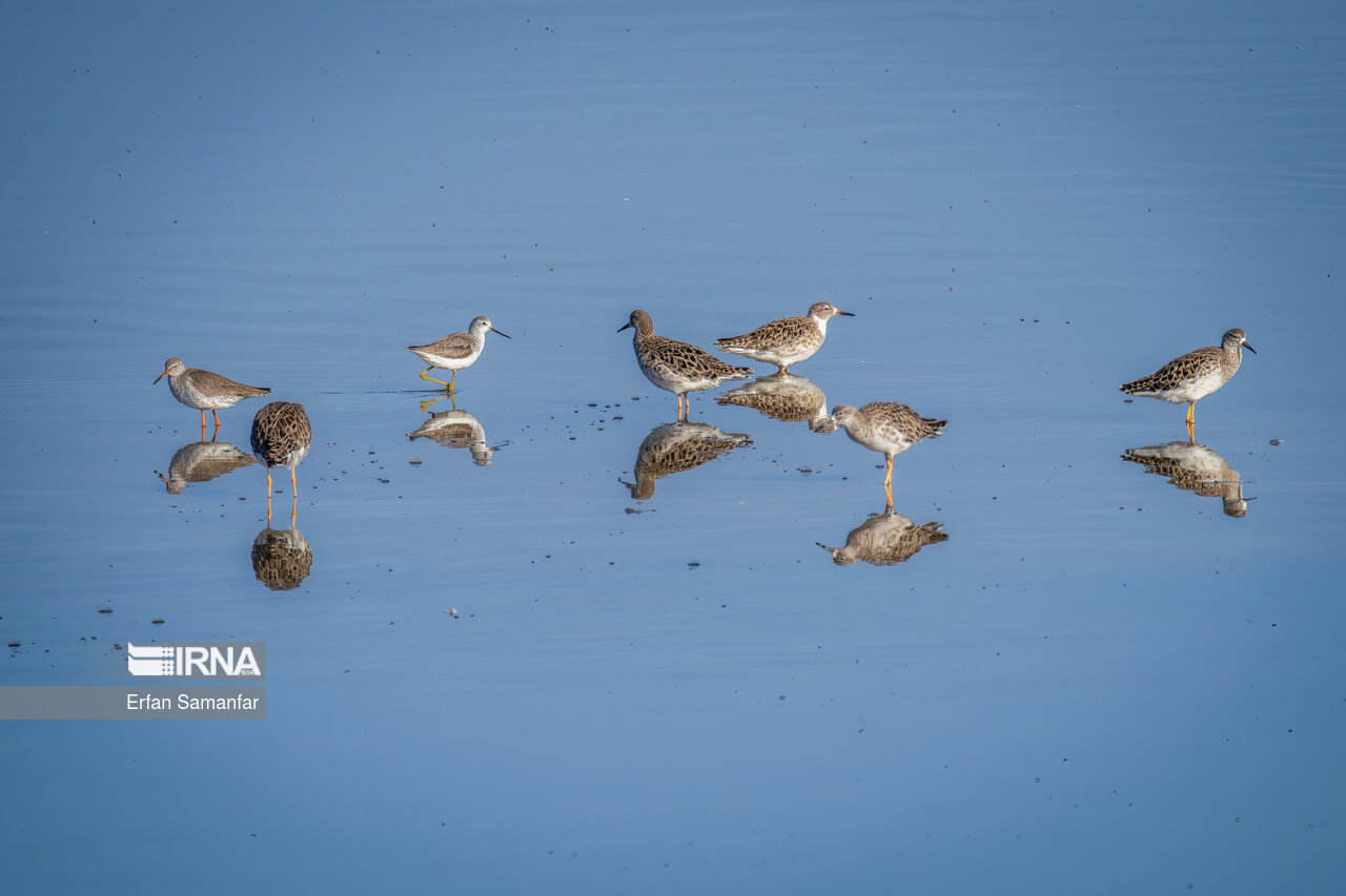 آبچیلیک در تالاب بین المللی هورالعظیم