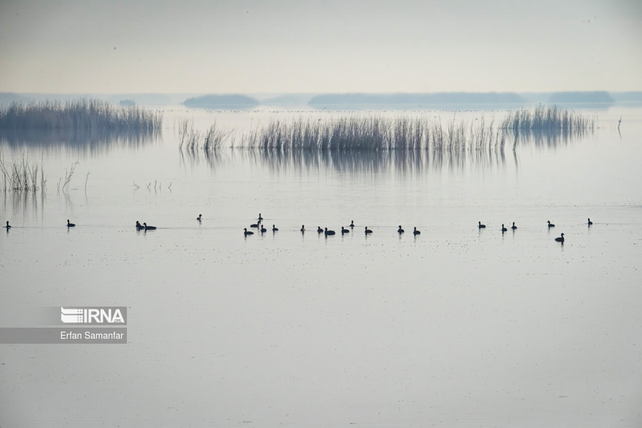 اردک در تالاب بین المللی هورالعظیم