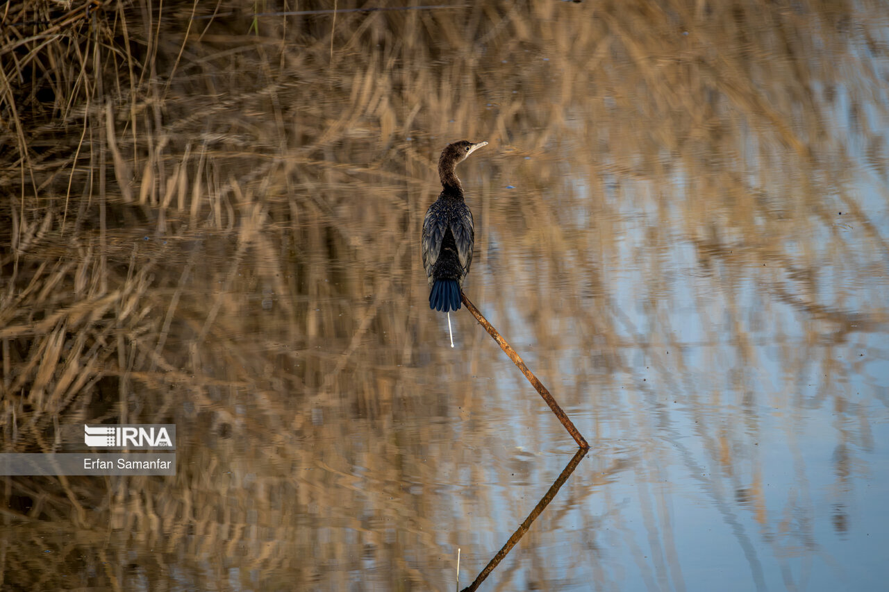 باکلان در تالاب بین المللی هورالعظیم