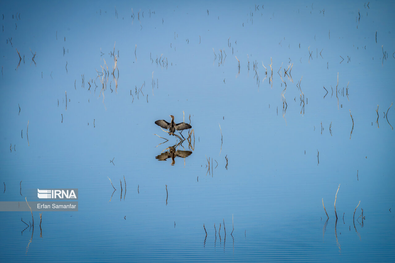 باکلان معمولی در هور