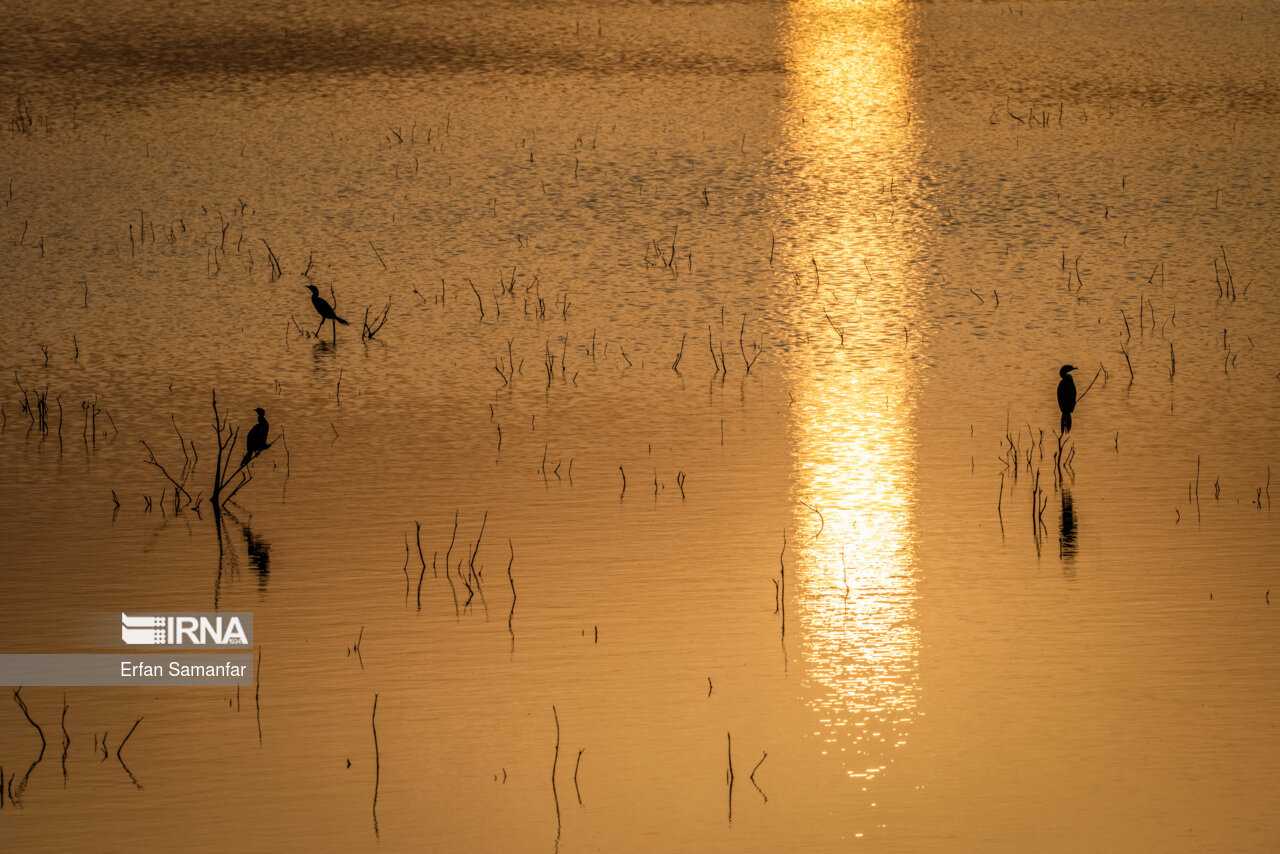 باکلان ها در غروب تالاب بین المللی هورالعظیم