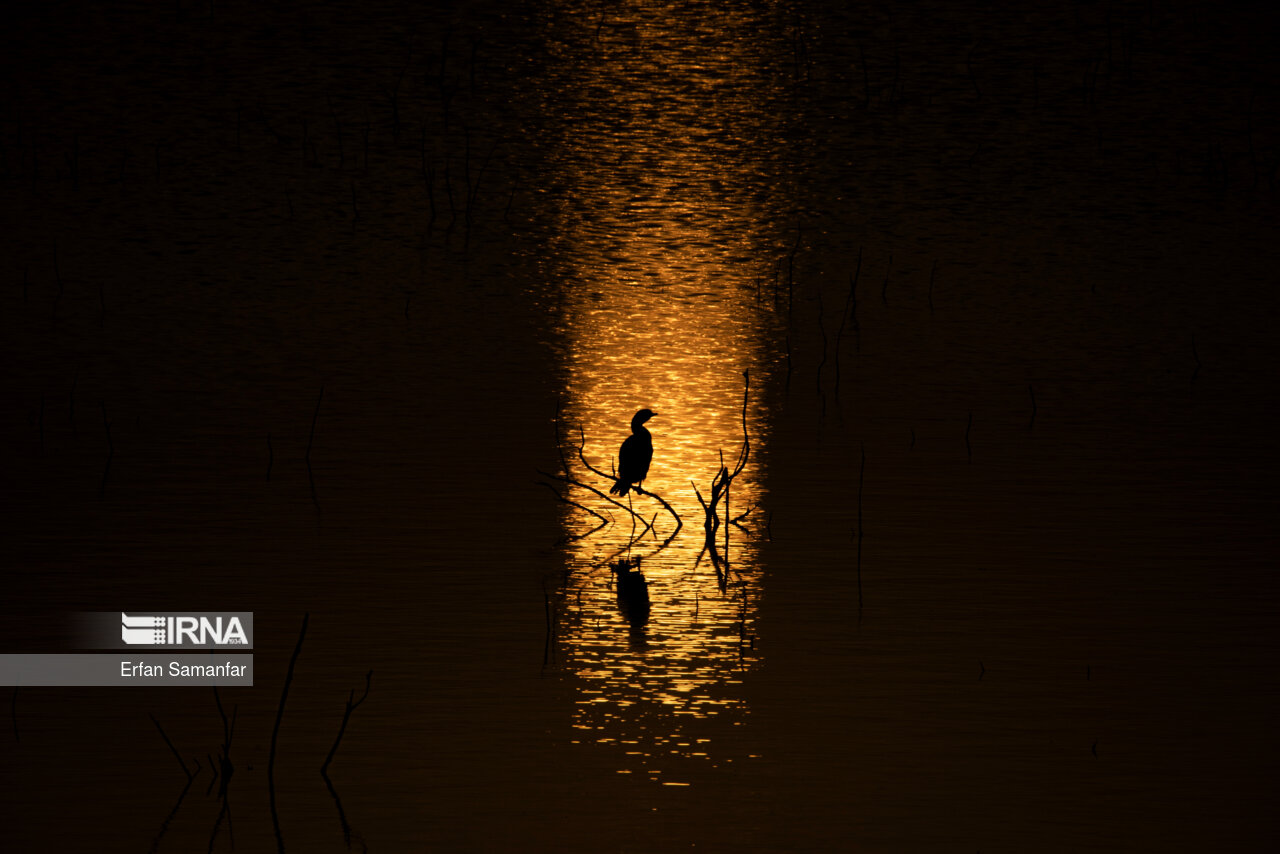 یم باکلان کوچک در غروب تالاب بین المللی هورالعظیم