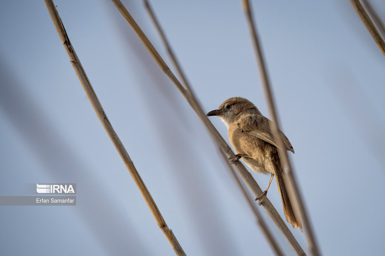 سسک نیزار در تالاب بین المللی هورالعظیم