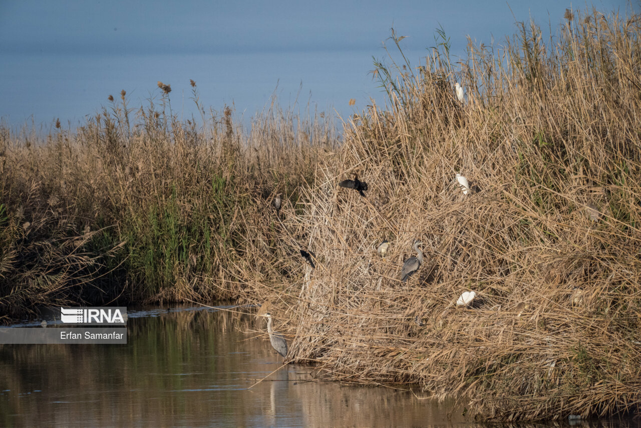 تعدادی از پرنده ها در نیزارهای هور