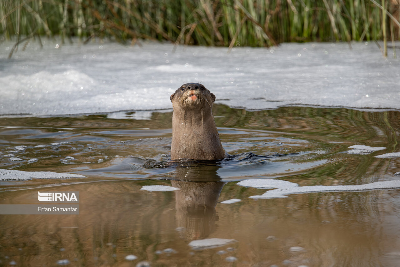 سمور آبی میان رودان در تالاب بین المللی هورالعظیم