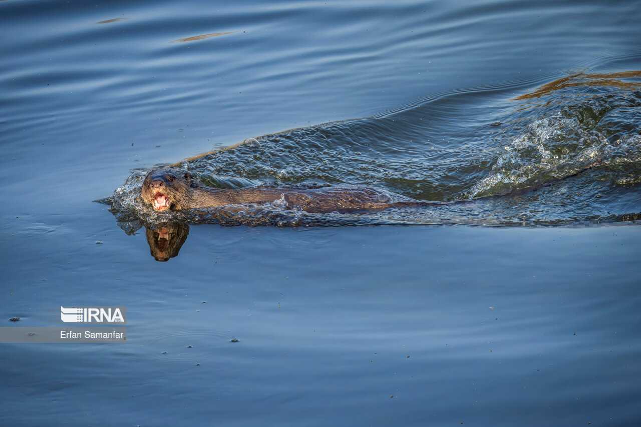 سمور آبی میان رودان در تالاب بین المللی هورالعظیم