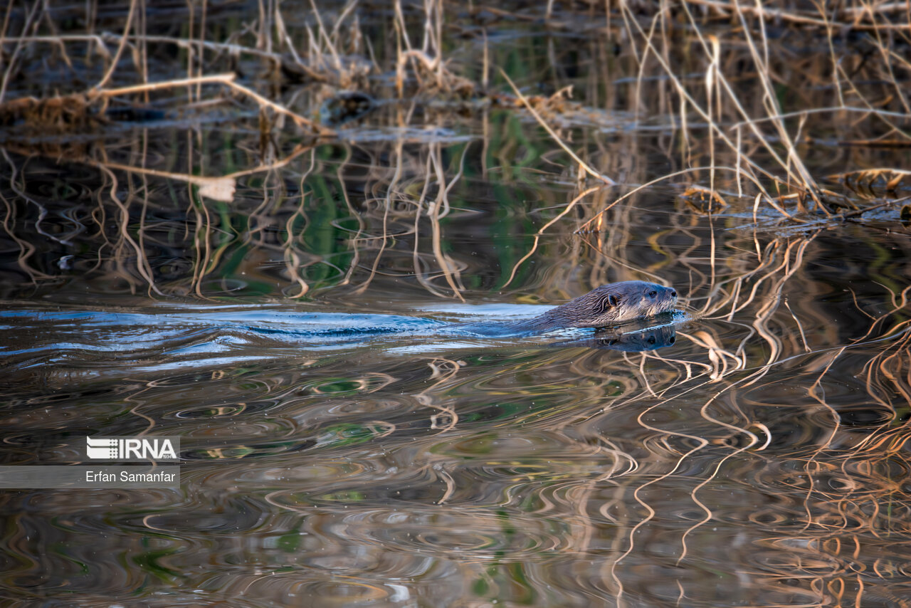 سمور آبی میان رودان در حال شنا در هور