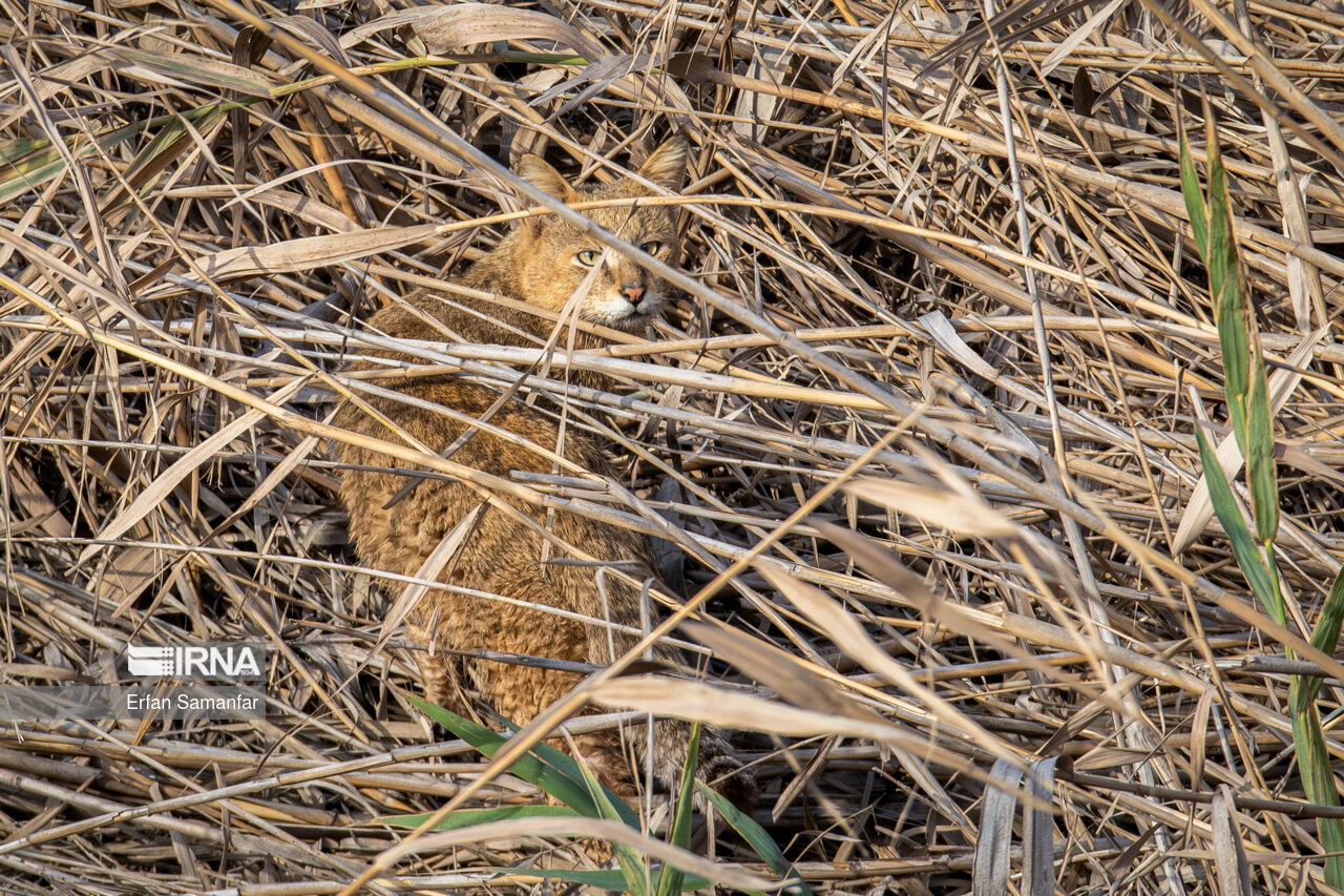 گربه جنگلی در هور